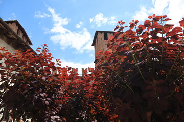 Brick walls of the old town, view against the backdrop of bushes with bright red leaves and blue sky, Verona Italy