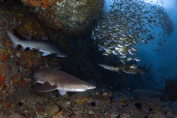 Grey Nurse (Sand tiger or ragged tooth) sharks at teh entrance to the underwater cave. Horizontal frame.