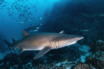 Grey Nurse (Sand tiger or ragged tooth) sharks aggregate in underwater trenches near the coast of South West Rocks