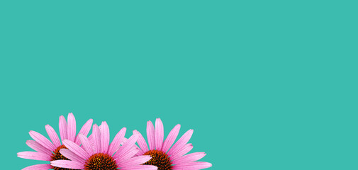 Colorful 'Echinacea' flower blossom. Cut out. Floral patterns, wallpapers and backgrounds. Image...