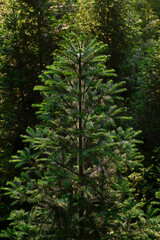 A backlit pine tree is singled out in a forest