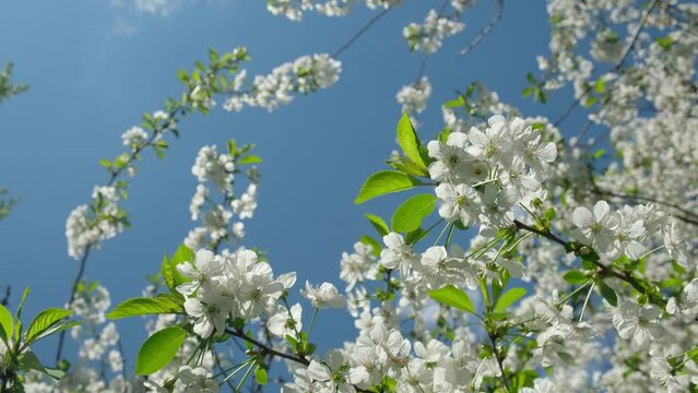 A flowering branch of cherry against the sky, on a sunny day. White flowers. Young foxes. Spring flowering of trees. High quality 4k footage