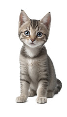 funny cute kitten in full body sitting isolated against transparent background