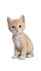 funny cute kitten in full body sitting isolated against transparent background