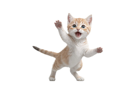 recommend clip art: funny cute kitten in full body jumping through the picture isolated against transparent background