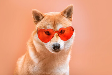 Shiba inu dog with heart shaped sunglasses in it's nose on red background. Valentine's day greeting card concept.