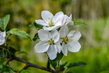 a blooming apple trees in spring.