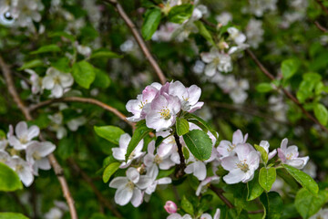 Obraz na płótnie Canvas a blooming apple trees in spring.