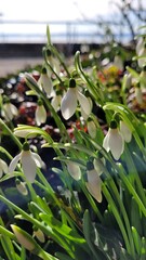 Gentle snowdrops in the sun