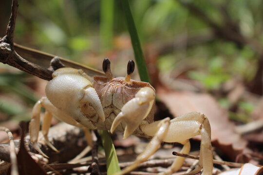 Landkrabbe schaut für Futter - land crab looking for food