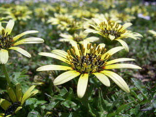 Blumenmeer - View on the little things in life