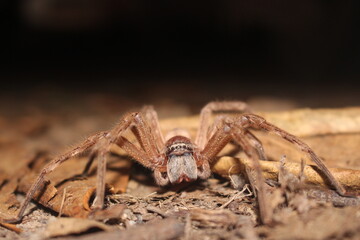 Riesenkrabbenspinne in Australien - nightly visit from a Huntsman spider