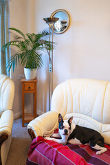 Black and white Boston Terrier dog lying on a blanket on a leather sofa in a room wiith a palm plant and round mirror. - 728857873