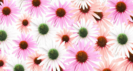 Colorful 'Echinacea' flower blossom. Cut out. Floral patterns, wallpapers and backgrounds. Image...