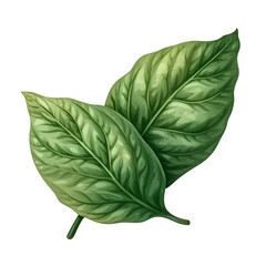 basilic illustration