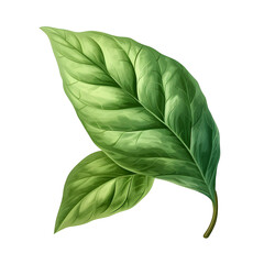 basilic illustration