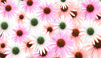 Colorful 'Echinacea' flower blossom. Cut out. Floral patterns, wallpapers and backgrounds. Image manipulation. A playful image. PNG