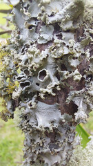 Close up of lichen on a tree in the forest, brazil