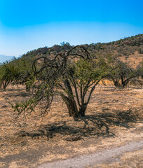 Dry tree, bush in a dessert mountin near to a hiking path. Used to cover from the sun 