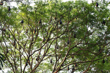 group of bat bird or flying fox hanged on a large tree