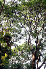 group of bat bird or flying fox hanged on a large tree