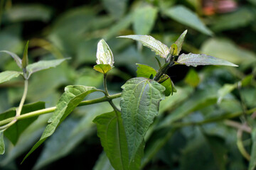 Chromolaena odorata is a tropical and subtropical species of flowering shrub in the family Asteraceae.Common names include Siam weed, rouge plant, Christmas bush, jack in the box,[9] devil weed,