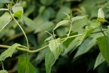 Chromolaena odorata is a tropical and subtropical species of flowering shrub in the family Asteraceae.Common names include Siam weed, rouge plant, Christmas bush, jack in the box,[9] devil weed