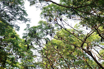 group of bat bird or flying fox hanged on a large tree