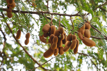 tamarind fruit hanged on its own tree also known as Imlee, Imli, Tamarin, Tamarindo, Tamarindus...
