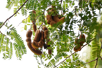 Fototapeta premium tamarind fruit hanged on its own tree also known as Imlee, Imli, Tamarin, Tamarindo, Tamarindus indica,Tintiri