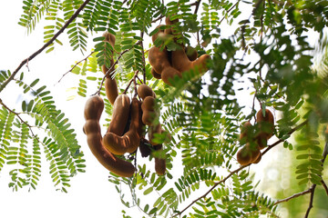 tamarind fruit hanged on its own tree also known as Imlee, Imli, Tamarin, Tamarindo, Tamarindus indica,Tintiri