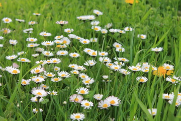 Blumen in der Wiese