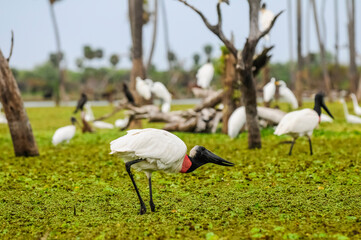 Jabiru Stork, in wetland environment, La Estrella Marsh, Formosa Province, Argentina.