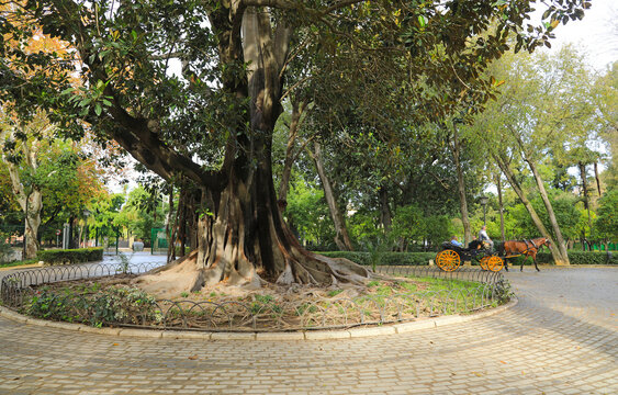 sevilla &aacute;rbol majestuoso en el parque de maria luisa carreta carruaje de caballos con turistas 4M0A5691-as24