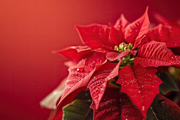 Closeup of a Christmas Poinsettia flower on a red background celebrating the holiday season