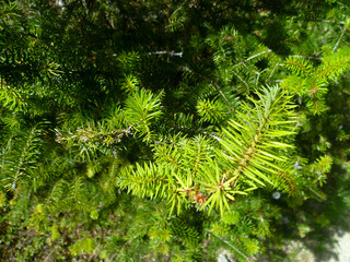 Needles