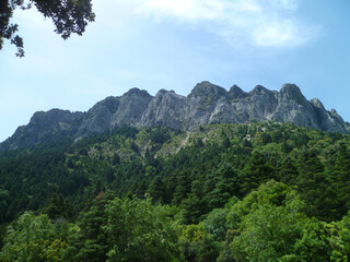 Pinsapar de Grazalema