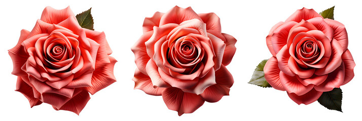 Naklejka premium Set of rose flowers without background