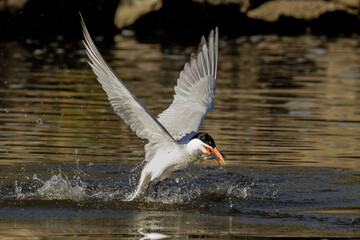 The Caspian tern (Hydroprogne caspia) on hunting