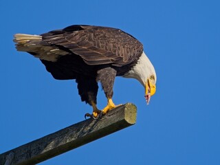 Bald Eagle eating its prey