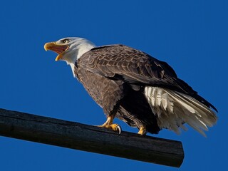 Bald Eagle perched on a pole