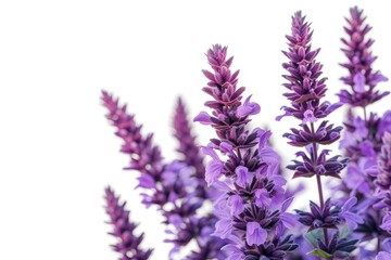 Purple salvia plant on white background