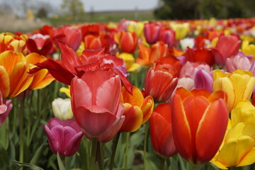 Fototapeta premium Tulpenfeld