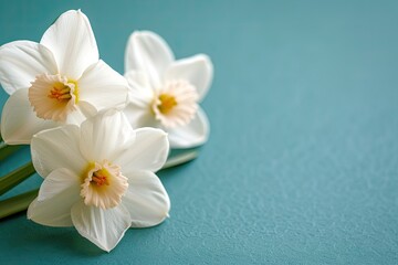 Selective focus on blue background banner with white narcissus flowers