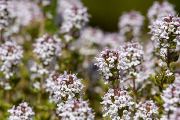 Obraz premium Close up of valerian (valeriana officinalis) flowers in bloom