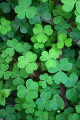 Grünes Kleemeer - green clover sea