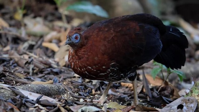 A magnificent Bornean Crested Fireback, scientifically known as Lophura ignita, stands proud in the dappled sunlight of the Bornean rainforest