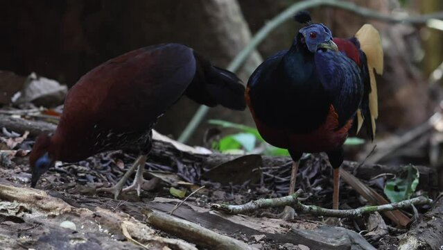 A magnificent Bornean Crested Fireback, scientifically known as Lophura ignita, stands proud in the dappled sunlight of the Bornean rainforest