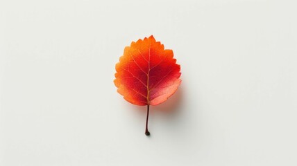 small, warm-toned autumn leaf rests on a pure white surface, its singular beauty highlighted by the soft focus
