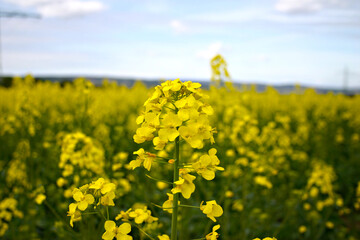 Rapsfeld in Rheinhessen